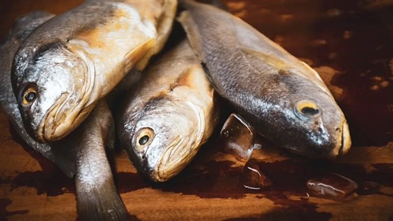 أسعار السمك اليوم الخميس 4-12-2025 توضح تغيرات الطلب وتأثيرها على الأسواق المحلية